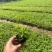 三叶委陵菜五叶委陵菜多年生草本植物青州产地供应