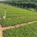 三叶委陵菜五叶委陵菜多年生草本植物青州产地供应