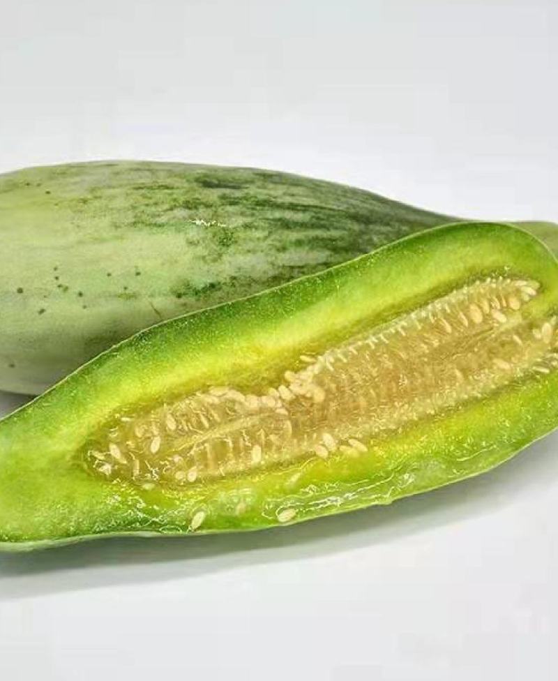 博洋甜瓜6高青县大量上市一手货源需要的老板直接联系我