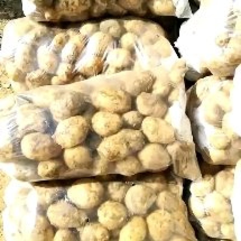 新佳2号土豆大量上市中！可视频看货，各种包装都有