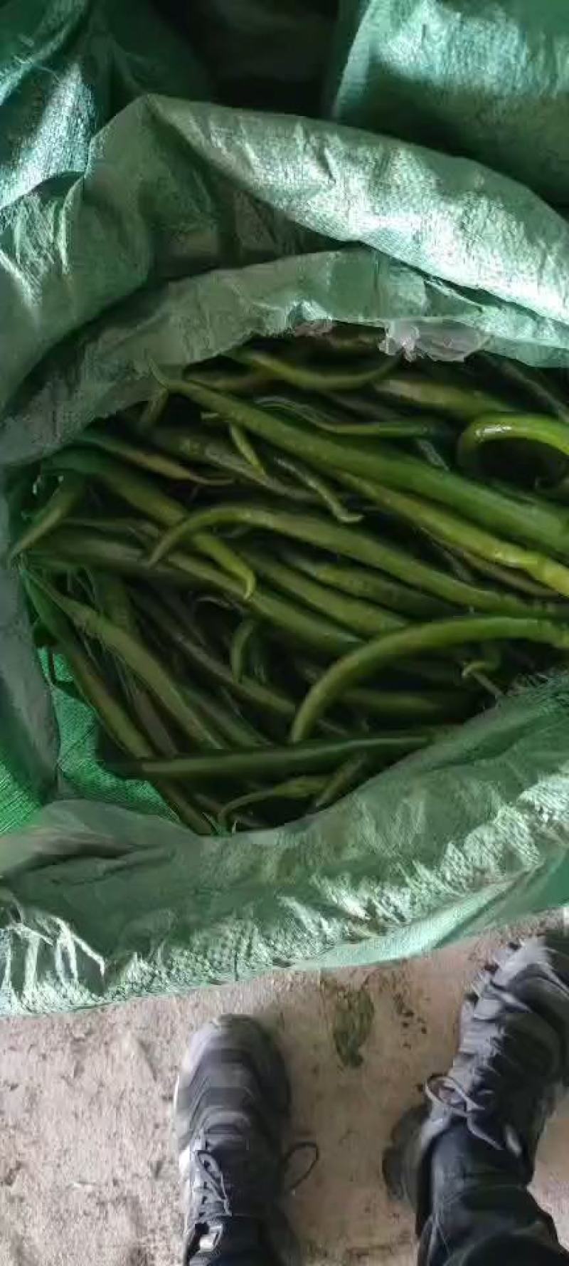 精品线椒