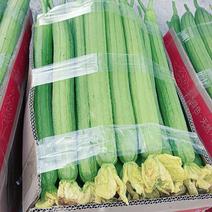 江苏新鲜丝瓜大量供应对接市场商超电商食堂等全国发货