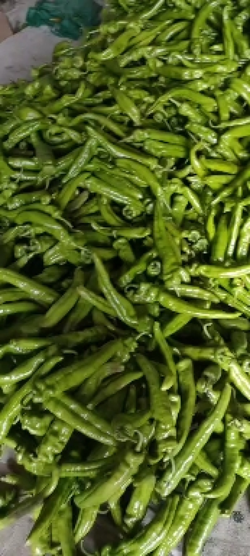 精品尖椒保证质量唐山滦主产尖椒差南
