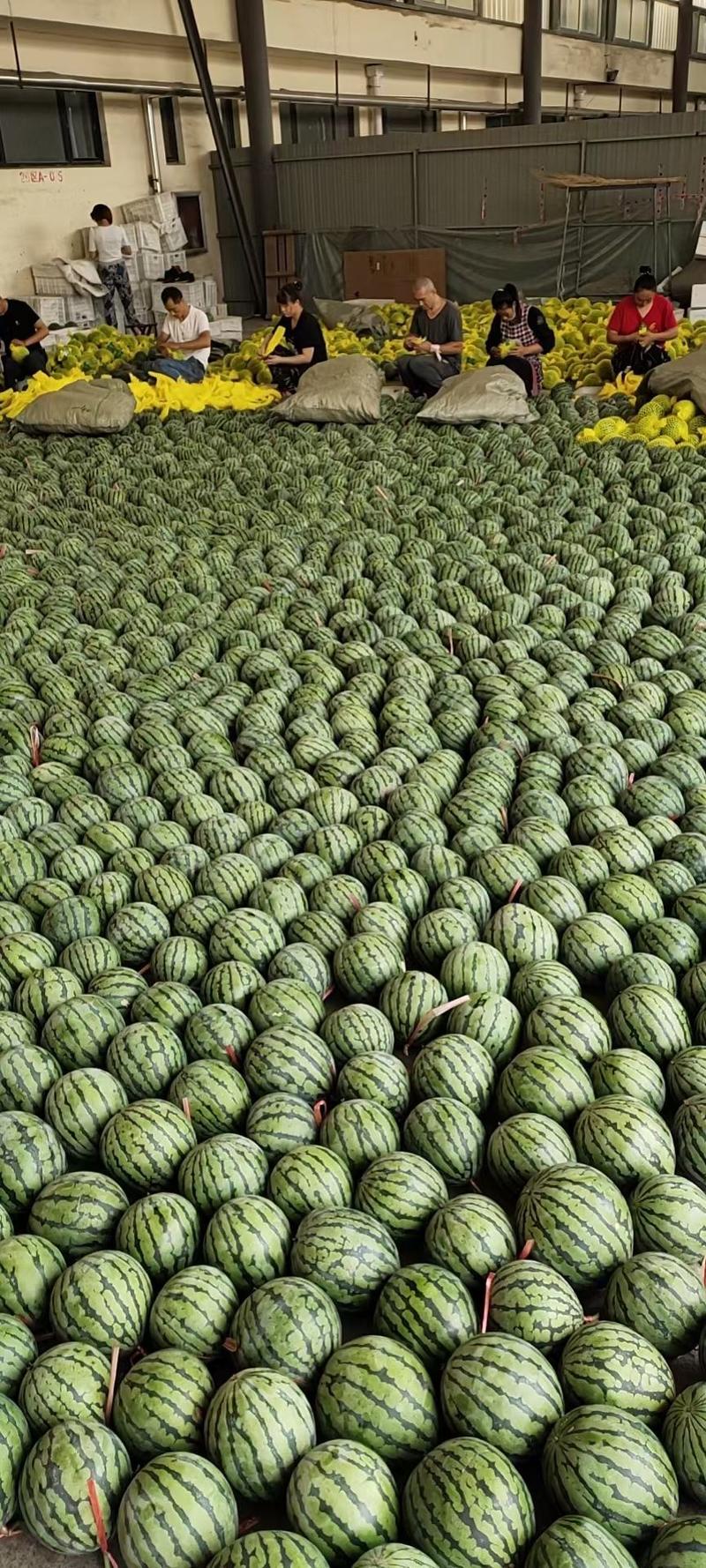 甜王西瓜，产地直供，对接各大市场，产地代办，2万斤起发货