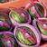 甜王西瓜，产地直供，对接各大市场，产地代办，2万斤起发货