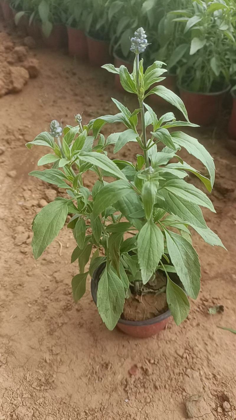 蓝花鼠尾草草花地被耐寒耐旱观花植物青州伟荣花卉