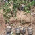 大量现货供应40公分至80公分优质绿化工程用红叶石楠
