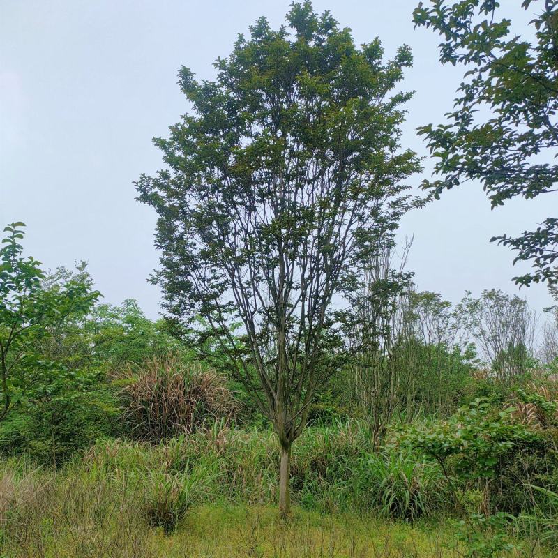 【基地直供】紫薇树，紫薇苗1-18公分精品紫薇。江西紫薇