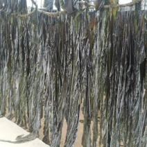福建干海带挂菜无沙，支持批发零售