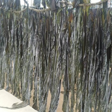 福建干海带挂菜无沙，支持批发零售