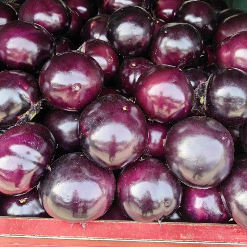 精品茄子河南紫光园茄大量上市产地直供个头均匀