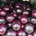 精品茄子河南紫光园茄大量上市产地直供个头均匀