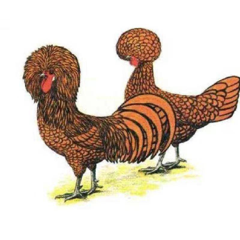 㠪品进口波兰帽子鸡种蛋欧洲观赏鸡受精蛋可孵化包受精鸡蛋