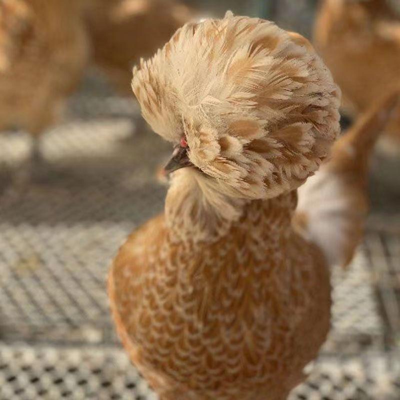 㠪品进口波兰帽子鸡种蛋欧洲观赏鸡受精蛋可孵化包受精鸡蛋