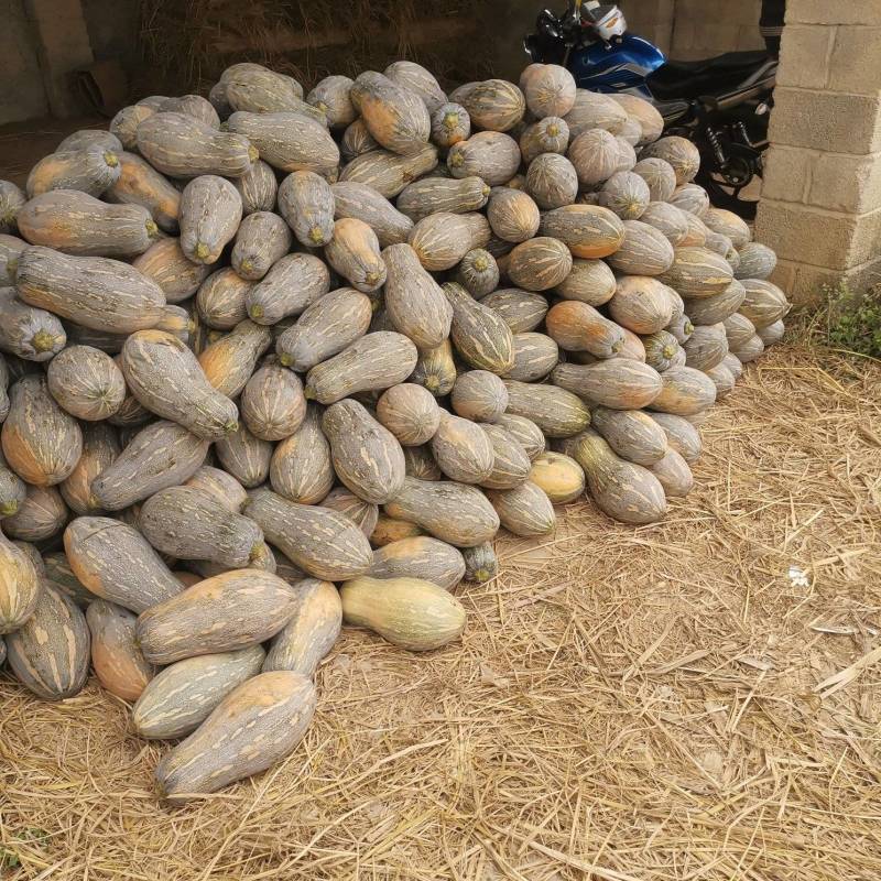 蜜本南瓜黄坭陂地种植大量供应有4斤，5斤，6斤起供应欢迎