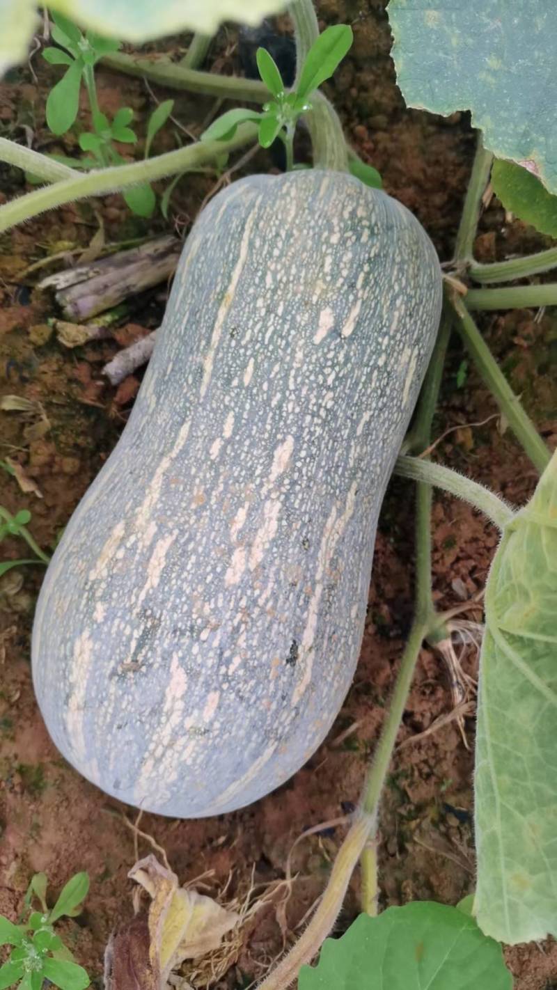 蜜本南瓜黄坭陂地种植大量供应有4斤，5斤，6斤起供应欢迎