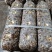 香菇菌棒出口韩国、日本、欧洲等，手续资质全，欢迎来电详询
