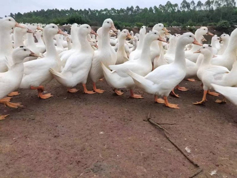 大量一手各种毛鸭