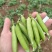 长寿仁豌豆荚新鲜嫩豌豆中青豆甜豌豆角弯豆夹荷包豆已上市