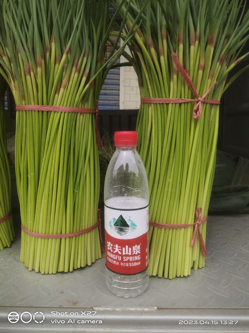 宁陵蒜薹大量上市