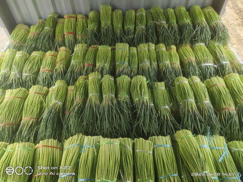 宁陵蒜薹大量上市