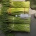 宁陵蒜薹大量上市