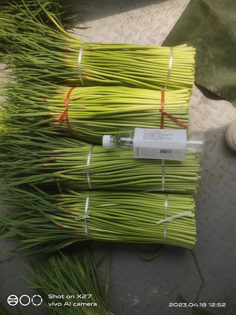 宁陵蒜薹大量上市