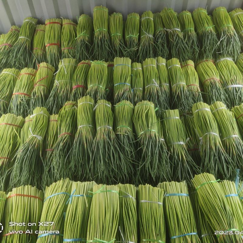 宁陵蒜薹大量上市