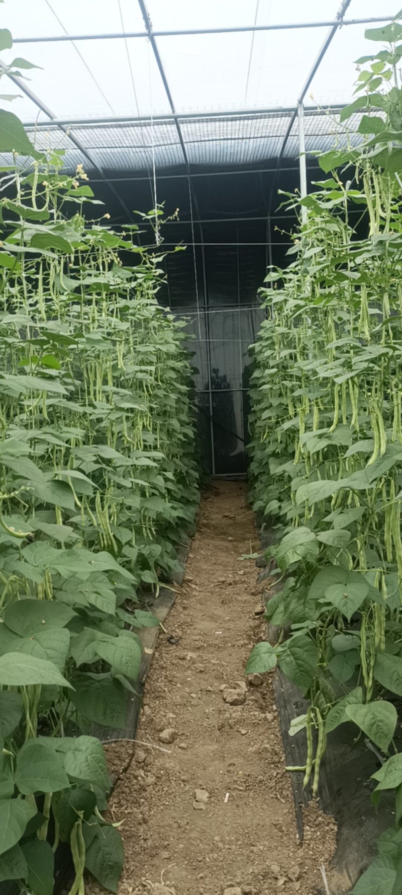 特级芸豆，欢迎采购