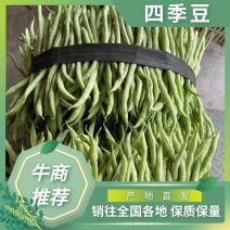 【牛商推荐】乐山四季豆无筋豆大量上市中量大从优欢迎致