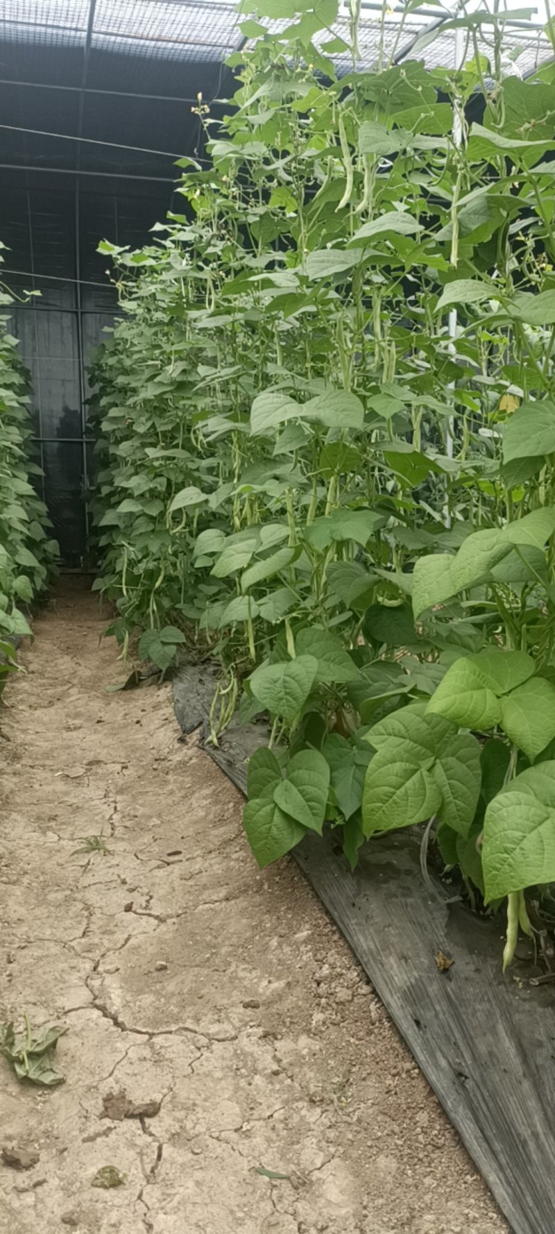 特级芸豆，欢迎采购