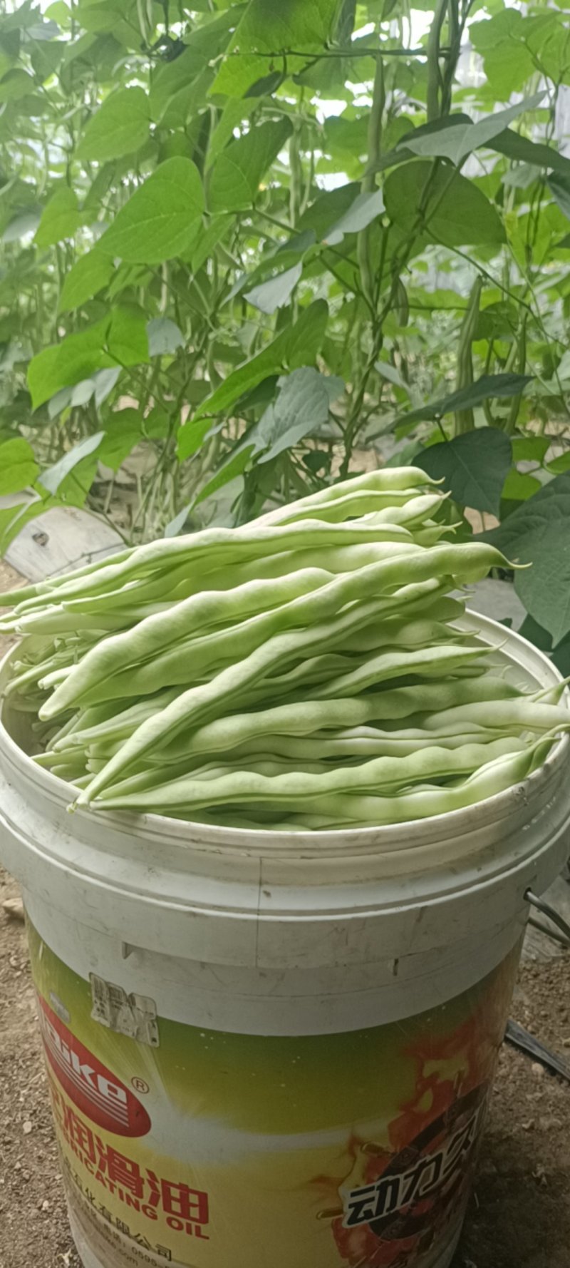 特级芸豆，欢迎采购
