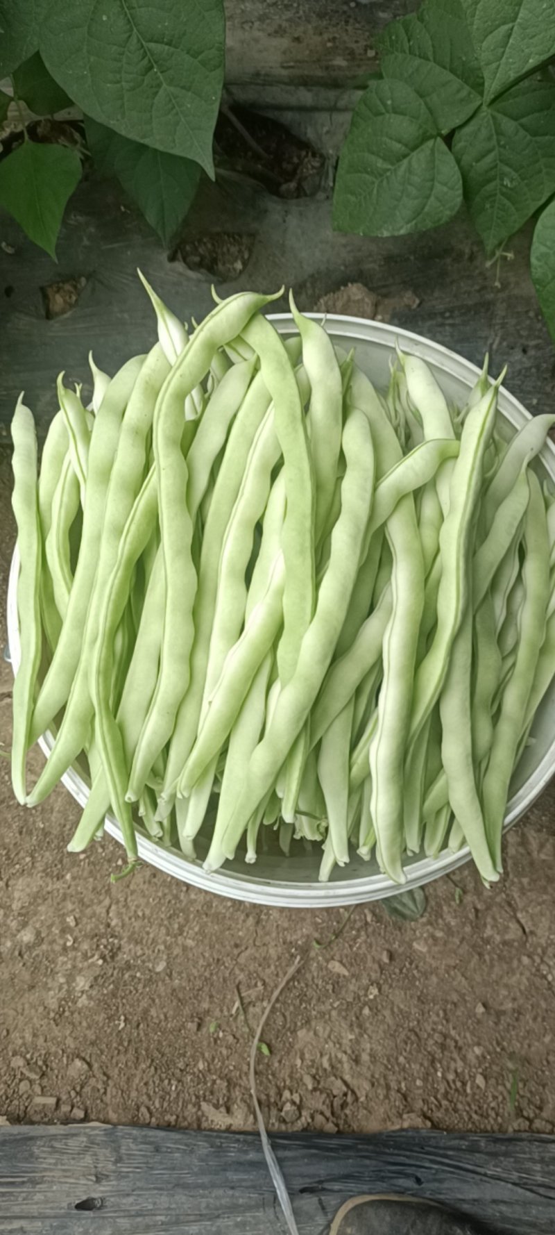 特级芸豆，欢迎采购