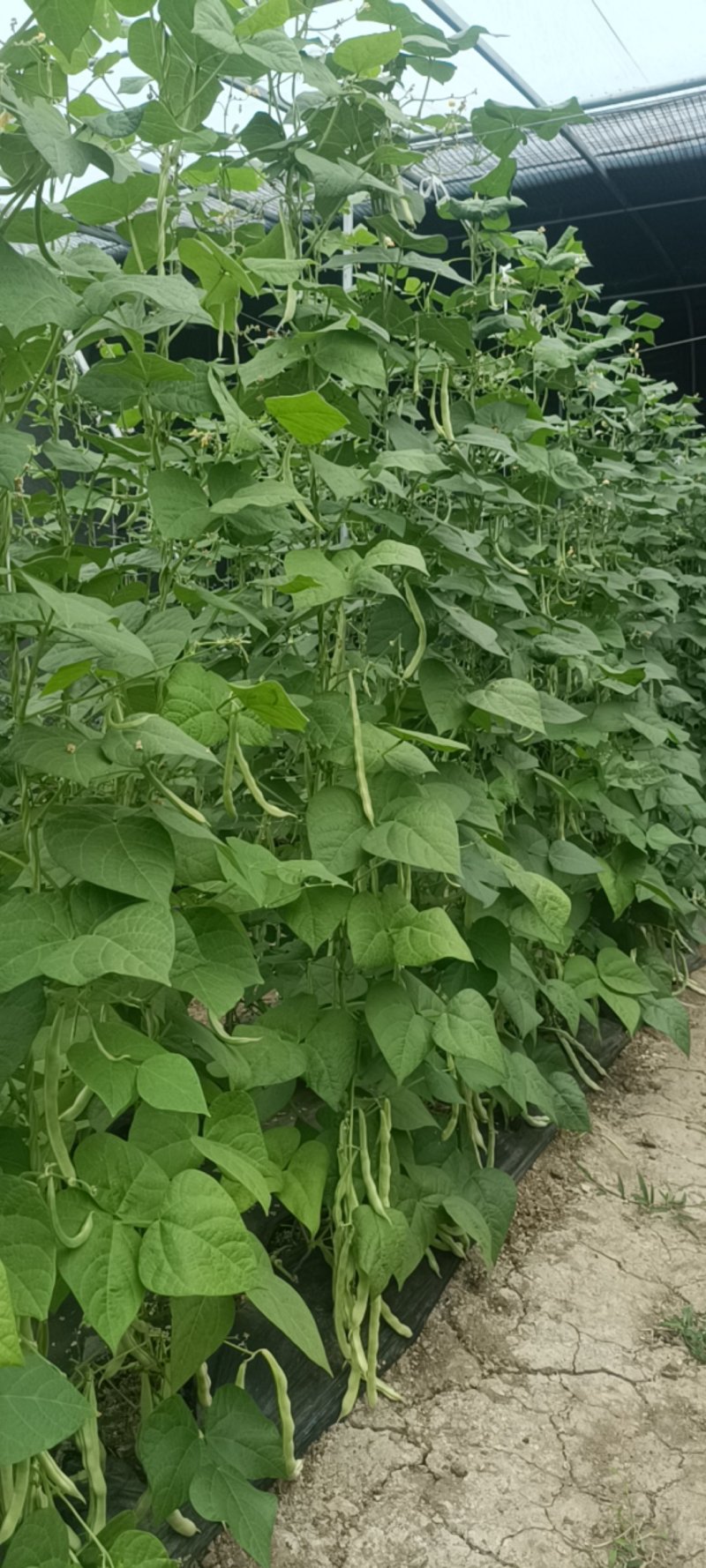 特级芸豆，欢迎采购