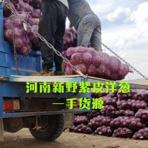 河南南阳新野紫皮洋葱，大量现货，基地种植，一手货源。