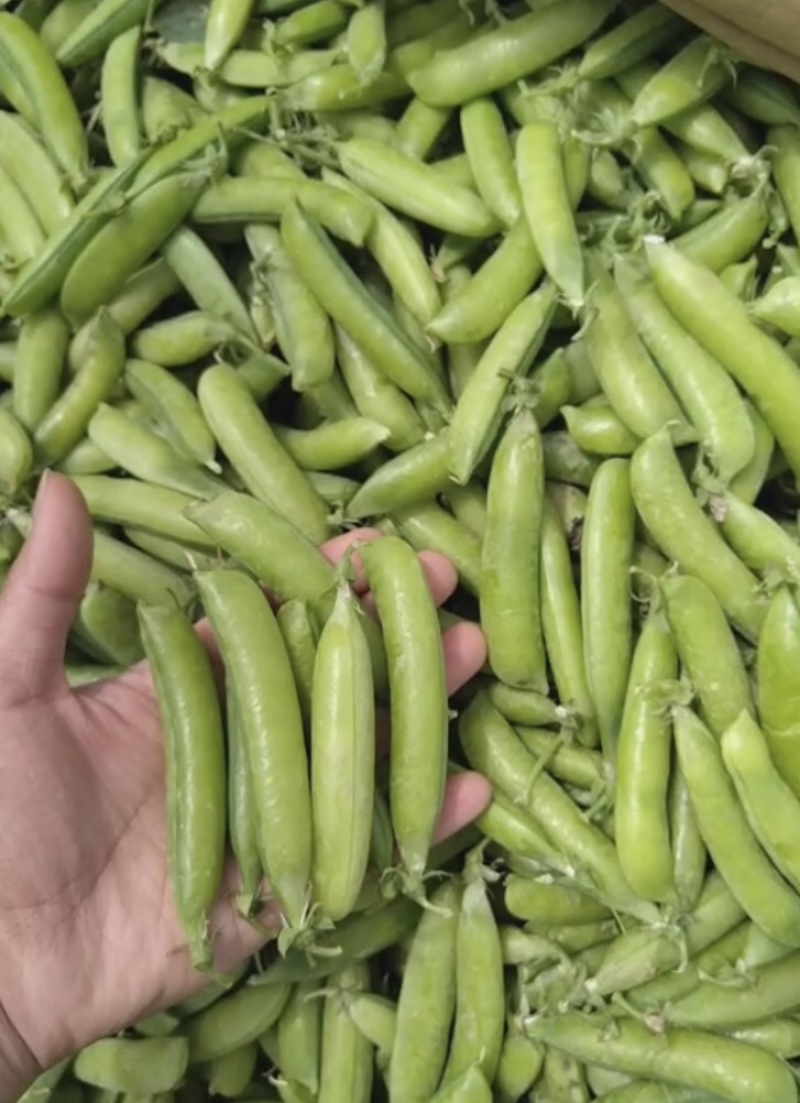 长寿仁豌豆荚嫩豌豆荚中青豌豆荚中豌9老豌豆荚甜豌豆角