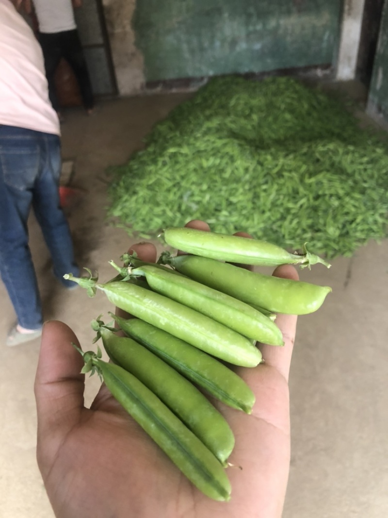 长寿仁豌豆荚嫩豌豆荚中青豌豆荚中豌9老豌豆荚甜豌豆角