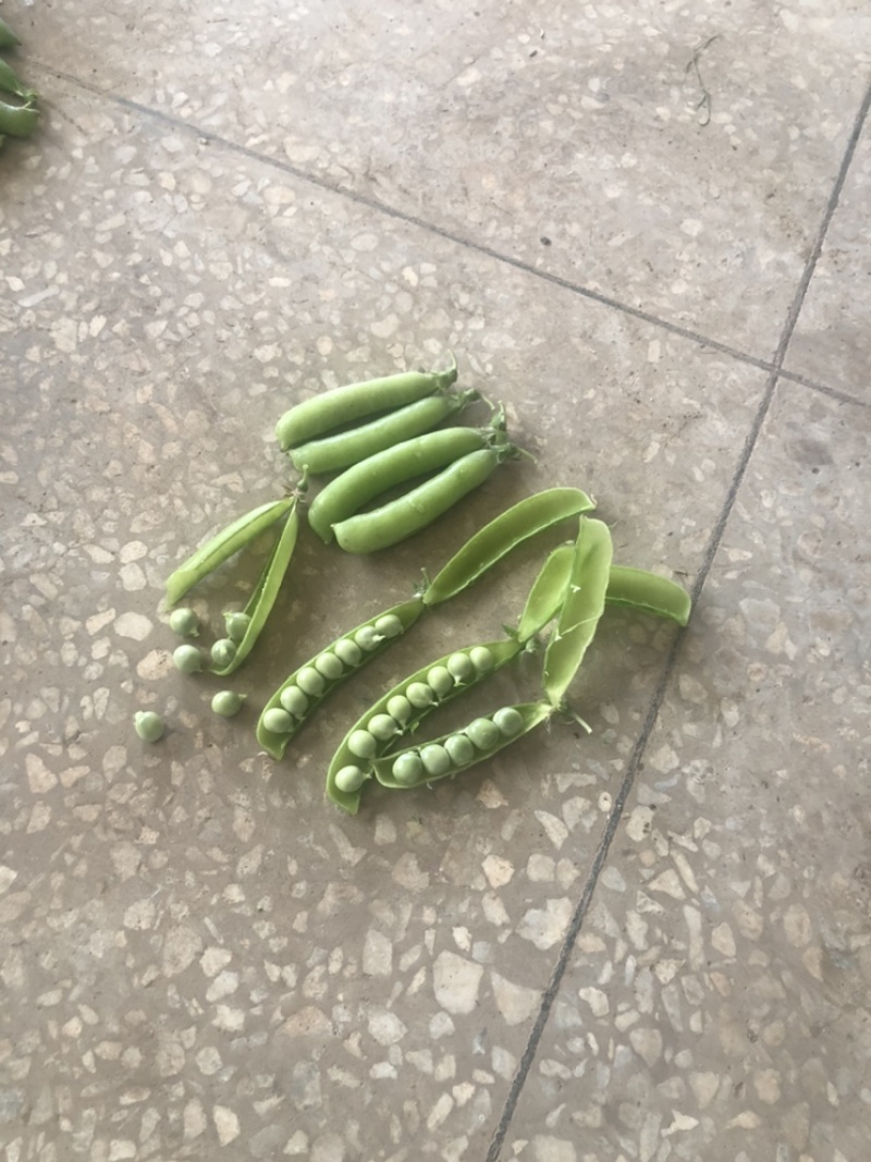 长寿仁豌豆荚嫩豌豆荚中青豌豆荚中豌9老豌豆荚甜豌豆角