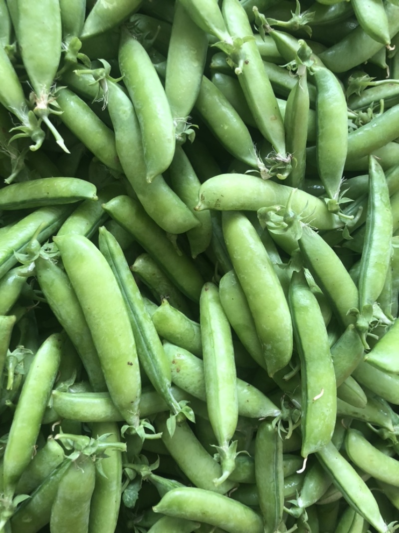 长寿仁豌豆荚嫩豌豆荚中青豌豆荚中豌9老豌豆荚甜豌豆角