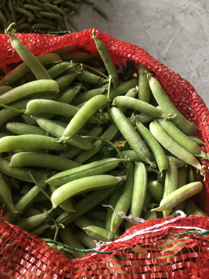 长寿仁豌豆荚嫩豌豆荚中青豌豆荚中豌9老豌豆荚甜豌豆角