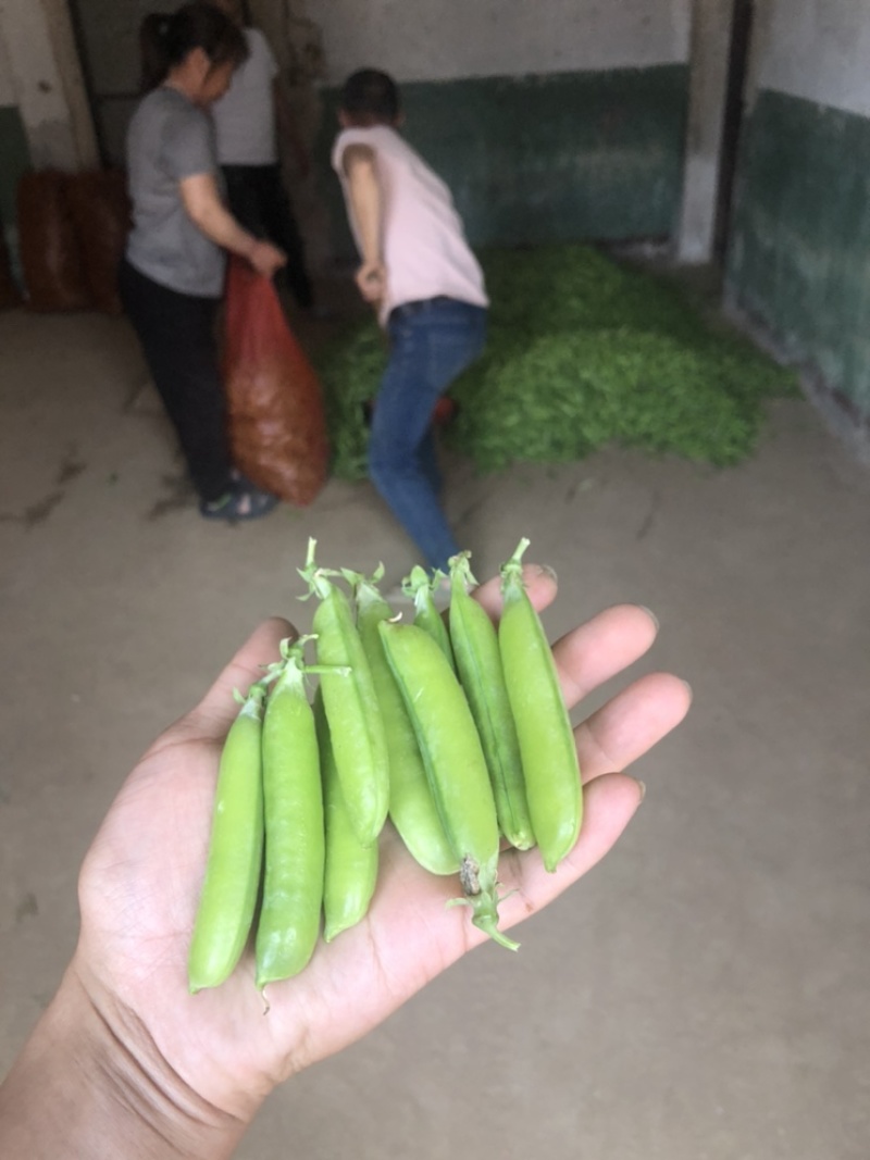 长寿仁豌豆荚嫩豌豆荚中青豌豆荚中豌9老豌豆荚甜豌豆角