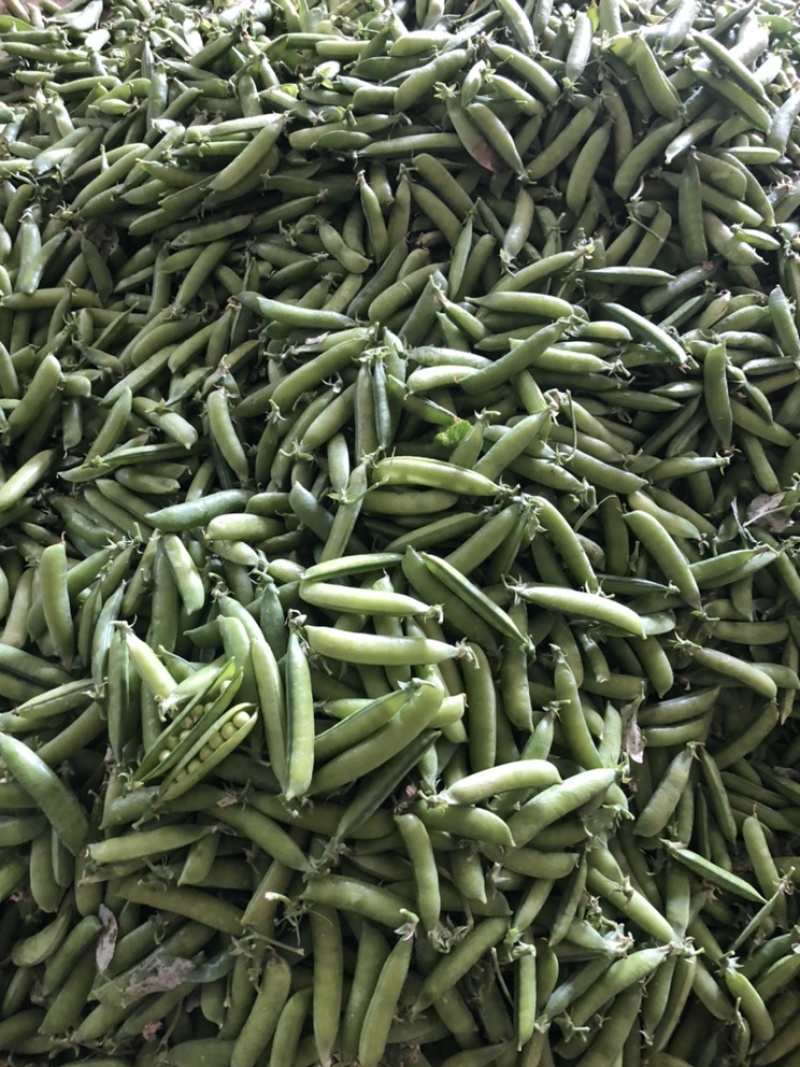 长寿仁豌豆荚嫩豌豆荚中青豌豆荚中豌9老豌豆荚甜豌豆角