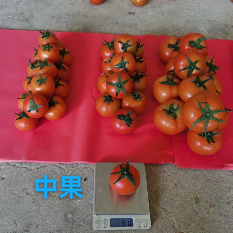 西红柿番茄代发大红硬粉