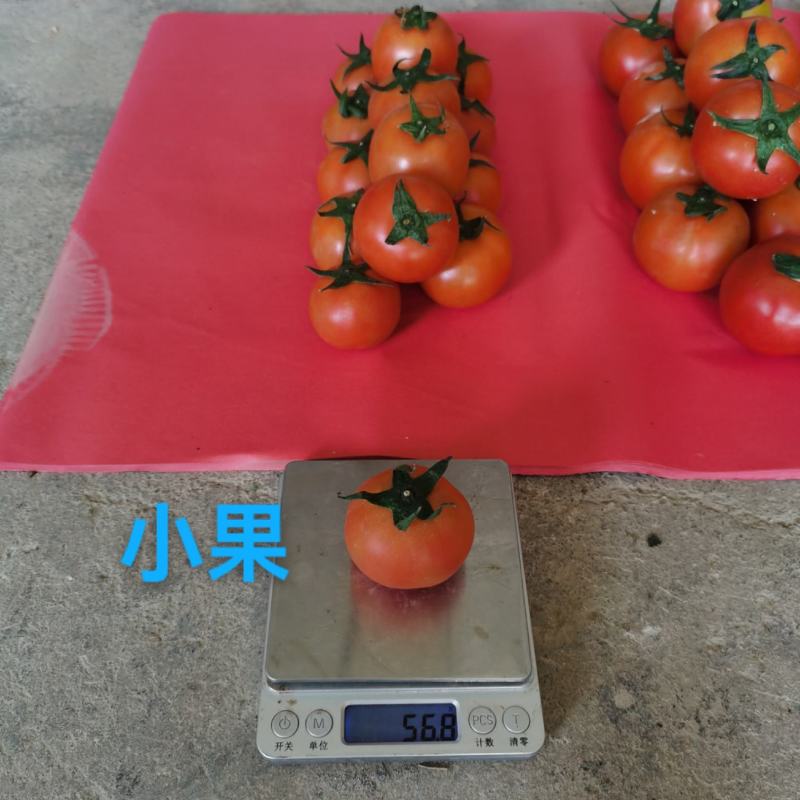 西红柿番茄大红硬粉一件代发新鲜采摘