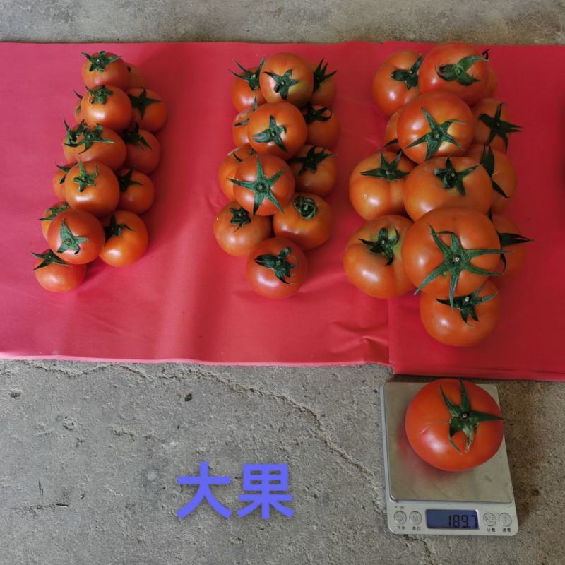西红柿番茄大红硬粉一件代发新鲜采摘
