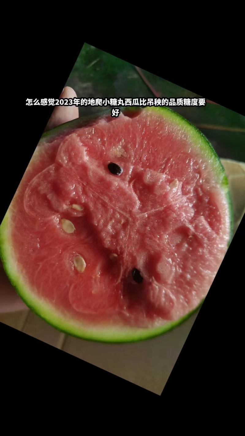 潍坊2K小西瓜，手剥皮小西瓜，全美2K大量上市