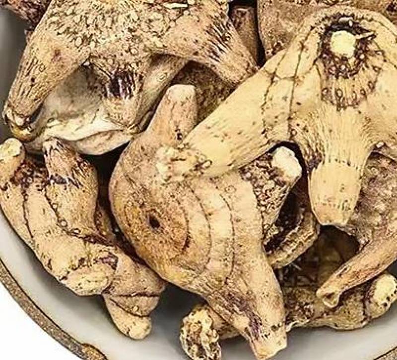 被栅基地育草白芨二年种苗