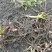 被栅基地育草白芨二年种苗