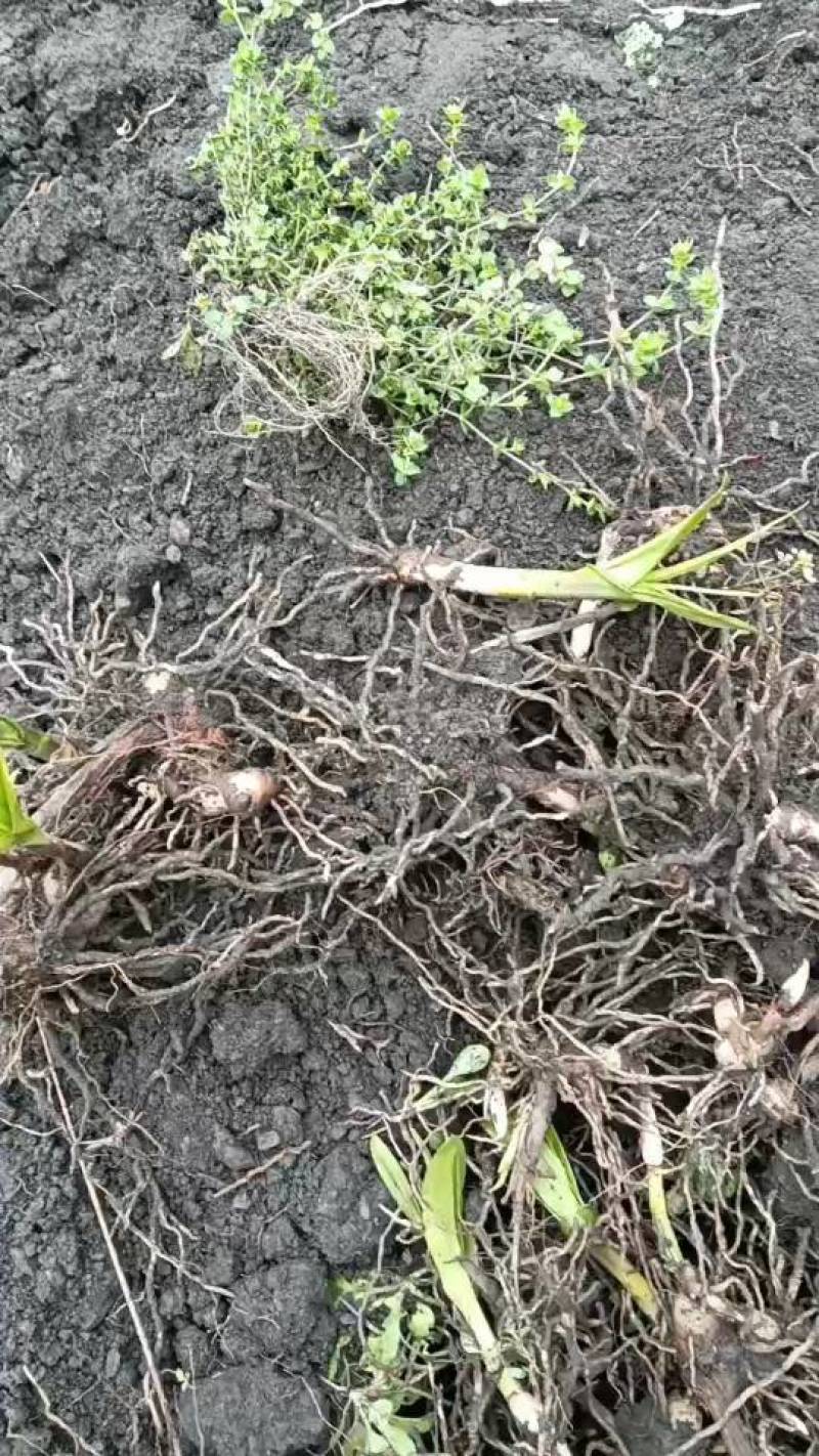 被栅基地育草白芨二年种苗