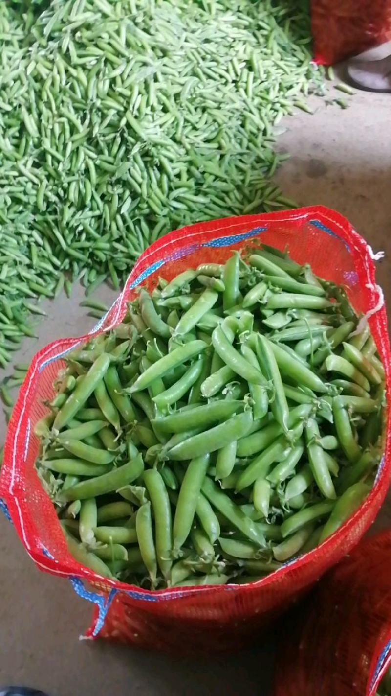 长寿仁豌豆荚中豌9号豌豆荚甜豌豆荚嫩豌豆角中青老豌豆米